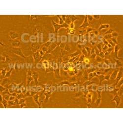 C57BL/6-GFP Mouse Primary Pancreatic Epithelial Cells